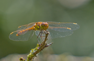 <i class='fa fa-user'></i>&nbsp;janvangastel&nbsp;|  Steenrode Heidelibel&nbsp; <i class='fa fa-eye'>&nbsp;73</i> &nbsp;<i class='fa fa-thumbs-up'>&nbsp;7</i> &nbsp; <i class='fa fa-comment-o'>&nbsp;5</i>