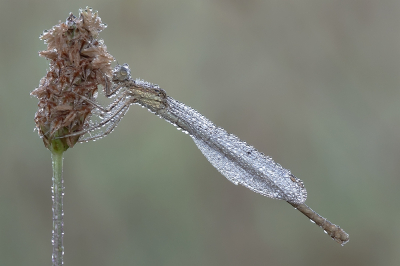 <i class='fa fa-user'></i>&nbsp;Johan van Gurp&nbsp;|  Watersnuffel&nbsp; <i class='fa fa-eye'>&nbsp;76</i> &nbsp;<i class='fa fa-thumbs-up'>&nbsp;8</i> &nbsp; <i class='fa fa-comment-o'>&nbsp;6</i>