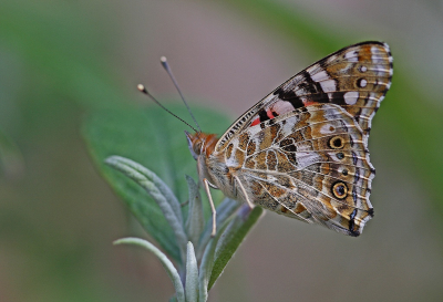 <i class='fa fa-user'></i>&nbsp;Cor&nbsp;|  Distelvlinder&nbsp; <i class='fa fa-eye'>&nbsp;103</i> &nbsp;<i class='fa fa-thumbs-up'>&nbsp;14</i> &nbsp; <i class='fa fa-comment-o'>&nbsp;8</i>