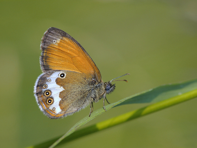 <i class='fa fa-user'></i>&nbsp;Mignon-Creative&nbsp;|  Tweekleurig Hooibeestje&nbsp; <i class='fa fa-eye'>&nbsp;131</i> &nbsp;<i class='fa fa-thumbs-up'>&nbsp;15</i> &nbsp; <i class='fa fa-comment-o'>&nbsp;7</i>