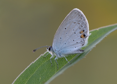 <i class='fa fa-user'></i>&nbsp;koekieman&nbsp;|  Staartblauwtje&nbsp; <i class='fa fa-eye'>&nbsp;71</i> &nbsp;<i class='fa fa-thumbs-up'>&nbsp;5</i> &nbsp; <i class='fa fa-comment-o'>&nbsp;5</i>