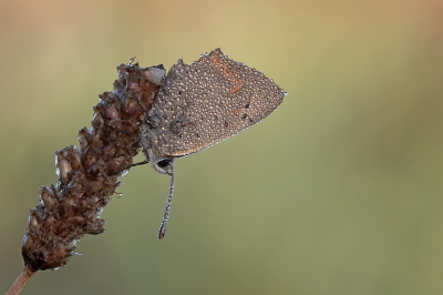 <i class='fa fa-user'></i>&nbsp;Johan van Gurp&nbsp;|  Kleine Vuurvlinder&nbsp; <i class='fa fa-eye'>&nbsp;70</i> &nbsp;<i class='fa fa-thumbs-up'>&nbsp;5</i> &nbsp; <i class='fa fa-comment-o'>&nbsp;4</i>