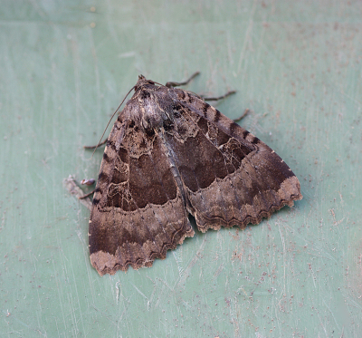 <i class='fa fa-user'></i>&nbsp;Paul Vandebroek&nbsp;|  Zwart Weeskind&nbsp; <i class='fa fa-eye'>&nbsp;81</i> &nbsp;<i class='fa fa-thumbs-up'>&nbsp;2</i> &nbsp; <i class='fa fa-comment-o'>&nbsp;6</i>