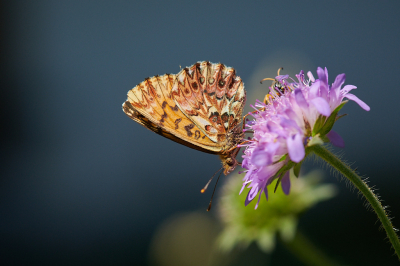 <i class='fa fa-user'></i>&nbsp;peter wijn&nbsp;|  Titania's Parelmoervlinder&nbsp; <i class='fa fa-eye'>&nbsp;84</i> &nbsp;<i class='fa fa-thumbs-up'>&nbsp;3</i> &nbsp; <i class='fa fa-comment-o'>&nbsp;8</i>