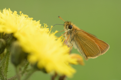 <i class='fa fa-user'></i>&nbsp;Jan Luit&nbsp;|  Zwartsprietdikkopje&nbsp; <i class='fa fa-eye'>&nbsp;68</i> &nbsp; <i class='fa fa-comment-o'>&nbsp;3</i>