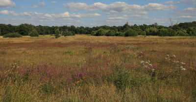 <i class='fa fa-user'></i>&nbsp;Tineke Strijbosch&nbsp;|  Zomerlandschap&nbsp; <i class='fa fa-eye'>&nbsp;80</i> &nbsp;<i class='fa fa-thumbs-up'>&nbsp;4</i> &nbsp; <i class='fa fa-comment-o'>&nbsp;4</i>