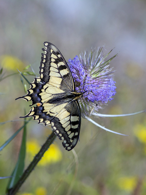 <i class='fa fa-user'></i>&nbsp;Mignon-Creative&nbsp;|  Koninginnenpage&nbsp; <i class='fa fa-eye'>&nbsp;82</i> &nbsp;<i class='fa fa-thumbs-up'>&nbsp;9</i> &nbsp; <i class='fa fa-comment-o'>&nbsp;4</i>