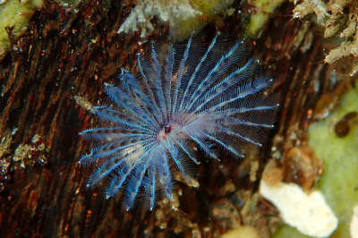 <i class='fa fa-user'></i>&nbsp;A. Soeting&nbsp;|  Paarse Kokerworm&nbsp; <i class='fa fa-eye'>&nbsp;105</i> &nbsp;<i class='fa fa-thumbs-up'>&nbsp;13</i> &nbsp; <i class='fa fa-comment-o'>&nbsp;10</i>