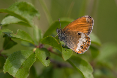 <i class='fa fa-user'></i>&nbsp;Willem Verhagen&nbsp;|  Tweekleurig Hooibeestje&nbsp; <i class='fa fa-eye'>&nbsp;75</i> &nbsp;<i class='fa fa-thumbs-up'>&nbsp;5</i> &nbsp; <i class='fa fa-comment-o'>&nbsp;5</i>