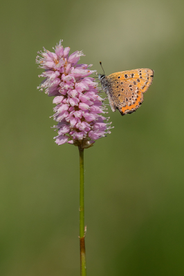 <i class='fa fa-user'></i>&nbsp;Willem Verhagen&nbsp;|  Blauwe Vuurvlinder&nbsp; <i class='fa fa-eye'>&nbsp;97</i> &nbsp;<i class='fa fa-thumbs-up'>&nbsp;10</i> &nbsp; <i class='fa fa-comment-o'>&nbsp;8</i>