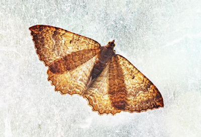 <i class='fa fa-user'></i>&nbsp;Pieter  LJ&nbsp;|  Gestreepte Goudspanner&nbsp; <i class='fa fa-eye'>&nbsp;59</i> &nbsp;<i class='fa fa-thumbs-up'>&nbsp;5</i> &nbsp; <i class='fa fa-comment-o'>&nbsp;3</i>