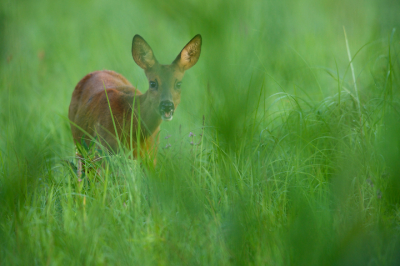 <i class='fa fa-user'></i>&nbsp;HarryVelders&nbsp;|  Ree&nbsp; <i class='fa fa-eye'>&nbsp;91</i> &nbsp; <i class='fa fa-comment-o'>&nbsp;3</i>