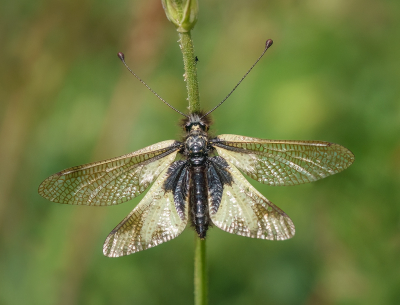 <i class='fa fa-user'></i>&nbsp;Jurgen Maassen&nbsp;|  Gewone Vlinderhaft&nbsp; <i class='fa fa-eye'>&nbsp;105</i> &nbsp;<i class='fa fa-thumbs-up'>&nbsp;9</i> &nbsp; <i class='fa fa-comment-o'>&nbsp;8</i>