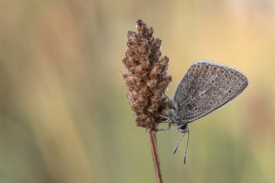 <i class='fa fa-user'></i>&nbsp;Johan van Gurp&nbsp;|  Icarusblauwtje&nbsp; <i class='fa fa-eye'>&nbsp;65</i> &nbsp;<i class='fa fa-thumbs-up'>&nbsp;3</i> &nbsp; <i class='fa fa-comment-o'>&nbsp;3</i>