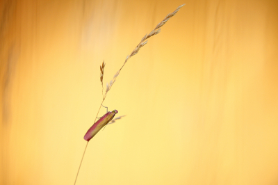 <i class='fa fa-user'></i>&nbsp;Pieter  LJ&nbsp;|  Prachtmot&nbsp; <i class='fa fa-eye'>&nbsp;93</i> &nbsp;<i class='fa fa-thumbs-up'>&nbsp;12</i> &nbsp; <i class='fa fa-comment-o'>&nbsp;8</i>