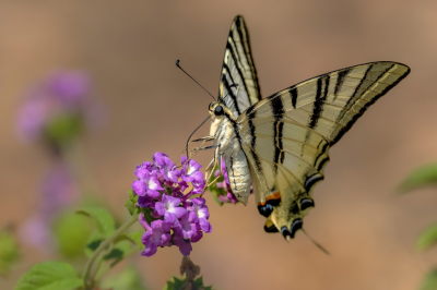 <i class='fa fa-user'></i>&nbsp;wouterroepel&nbsp;|  Koningspage&nbsp; <i class='fa fa-eye'>&nbsp;90</i> &nbsp;<i class='fa fa-thumbs-up'>&nbsp;10</i> &nbsp; <i class='fa fa-comment-o'>&nbsp;8</i>