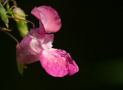 <i class='fa fa-user'></i>&nbsp;Truus Aletta Maan&nbsp;|  Reuzenbalsemien&nbsp; <i class='fa fa-eye'>&nbsp;58</i> &nbsp;<i class='fa fa-thumbs-up'>&nbsp;3</i> &nbsp; <i class='fa fa-comment-o'>&nbsp;6</i>