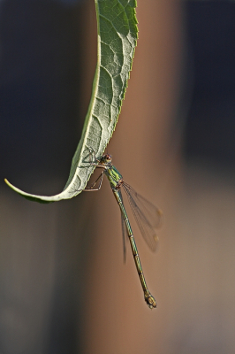 <i class='fa fa-user'></i>&nbsp;Cor&nbsp;|  Houtpantserjuffer&nbsp; <i class='fa fa-eye'>&nbsp;64</i> &nbsp;<i class='fa fa-thumbs-up'>&nbsp;6</i> &nbsp; <i class='fa fa-comment-o'>&nbsp;5</i>