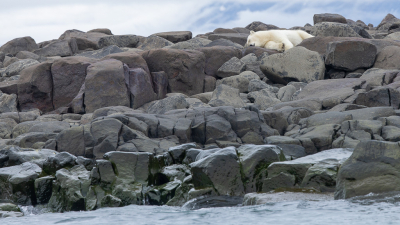 <i class='fa fa-user'></i>&nbsp;Arjen Drost&nbsp;|  IJsbeer&nbsp; <i class='fa fa-eye'>&nbsp;130</i> &nbsp;<i class='fa fa-thumbs-up'>&nbsp;6</i> &nbsp; <i class='fa fa-comment-o'>&nbsp;4</i>