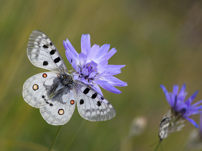 <i class='fa fa-user'></i>&nbsp;Mignon-Creative&nbsp;|  Apollovlinder&nbsp; <i class='fa fa-eye'>&nbsp;133</i> &nbsp;<i class='fa fa-thumbs-up'>&nbsp;19</i> &nbsp; <i class='fa fa-comment-o'>&nbsp;12</i>