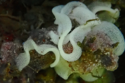 <i class='fa fa-user'></i>&nbsp;A. Soeting&nbsp;|  Rosse Sterslak&nbsp; <i class='fa fa-eye'>&nbsp;62</i> &nbsp;<i class='fa fa-thumbs-up'>&nbsp;1</i> &nbsp; <i class='fa fa-comment-o'>&nbsp;4</i>