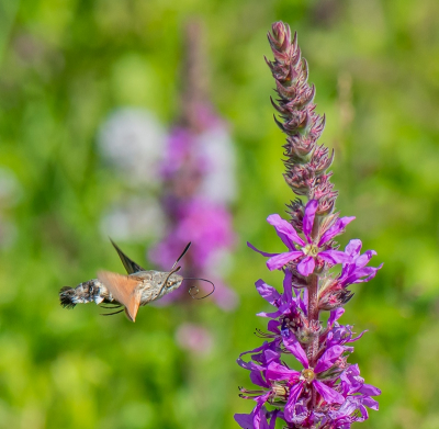 <i class='fa fa-user'></i>&nbsp;pietwil&nbsp;|  Kolibrievlinder&nbsp; <i class='fa fa-eye'>&nbsp;82</i> &nbsp;<i class='fa fa-thumbs-up'>&nbsp;2</i> &nbsp; <i class='fa fa-comment-o'>&nbsp;5</i>