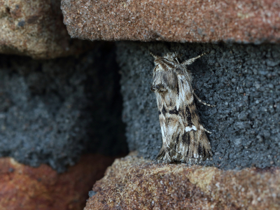 <i class='fa fa-user'></i>&nbsp;Ad Sprang&nbsp;|  Vlasbekuiltje&nbsp; <i class='fa fa-eye'>&nbsp;91</i> &nbsp;<i class='fa fa-thumbs-up'>&nbsp;4</i> &nbsp; <i class='fa fa-comment-o'>&nbsp;6</i>