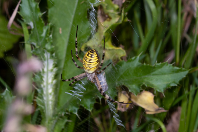 <i class='fa fa-user'></i>&nbsp;Louis56&nbsp;|  Wespspin&nbsp; <i class='fa fa-eye'>&nbsp;48</i> &nbsp; <i class='fa fa-comment-o'>&nbsp;0</i>