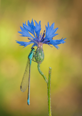 <i class='fa fa-user'></i>&nbsp;Tom&nbsp;|  Lantaarntje&nbsp; <i class='fa fa-eye'>&nbsp;100</i> &nbsp;<i class='fa fa-thumbs-up'>&nbsp;9</i> &nbsp; <i class='fa fa-comment-o'>&nbsp;6</i>