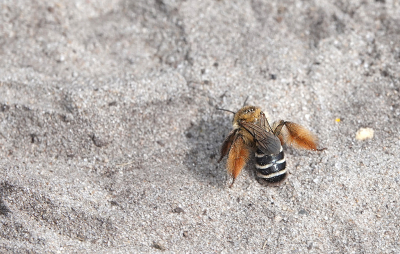 <i class='fa fa-user'></i>&nbsp;nelappelmelk&nbsp;|  Pluimvoetbij&nbsp; <i class='fa fa-eye'>&nbsp;87</i> &nbsp;<i class='fa fa-thumbs-up'>&nbsp;1</i> &nbsp; <i class='fa fa-comment-o'>&nbsp;4</i>