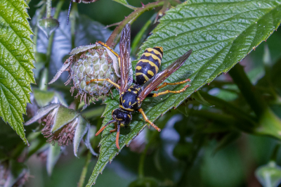 <i class='fa fa-user'></i>&nbsp;Louis56&nbsp;|  Franse Veldwesp&nbsp; <i class='fa fa-eye'>&nbsp;63</i> &nbsp;<i class='fa fa-thumbs-up'>&nbsp;1</i> &nbsp; <i class='fa fa-comment-o'>&nbsp;0</i>