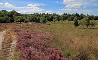 <i class='fa fa-user'></i>&nbsp;Tineke Strijbosch&nbsp;|  Bloeiende heide Gasterse Duinen&nbsp; <i class='fa fa-eye'>&nbsp;71</i> &nbsp;<i class='fa fa-thumbs-up'>&nbsp;1</i> &nbsp; <i class='fa fa-comment-o'>&nbsp;2</i>