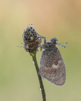 <i class='fa fa-user'></i>&nbsp;Johan van Gurp&nbsp;|  Hooibeestje&nbsp; <i class='fa fa-eye'>&nbsp;63</i> &nbsp;<i class='fa fa-thumbs-up'>&nbsp;3</i> &nbsp; <i class='fa fa-comment-o'>&nbsp;2</i>