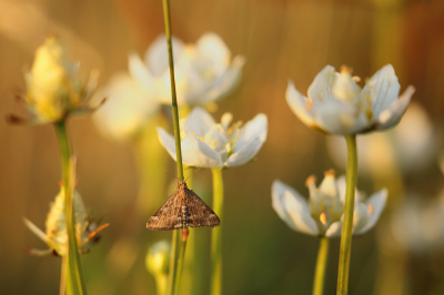 <i class='fa fa-user'></i>&nbsp;Pieter  LJ&nbsp;|  Weegbreemot&nbsp; <i class='fa fa-eye'>&nbsp;66</i> &nbsp;<i class='fa fa-thumbs-up'>&nbsp;3</i> &nbsp; <i class='fa fa-comment-o'>&nbsp;5</i>