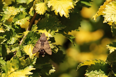 <i class='fa fa-user'></i>&nbsp;Pieter  LJ&nbsp;|  Kolibrievlinder&nbsp; <i class='fa fa-eye'>&nbsp;90</i> &nbsp;<i class='fa fa-thumbs-up'>&nbsp;1</i> &nbsp; <i class='fa fa-comment-o'>&nbsp;6</i>