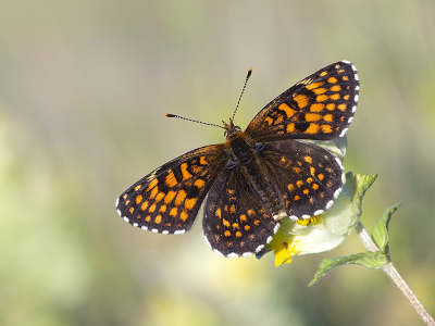 <i class='fa fa-user'></i>&nbsp;Mignon-Creative&nbsp;|  Woudparelmoervlinder&nbsp; <i class='fa fa-eye'>&nbsp;108</i> &nbsp;<i class='fa fa-thumbs-up'>&nbsp;15</i> &nbsp; <i class='fa fa-comment-o'>&nbsp;9</i>