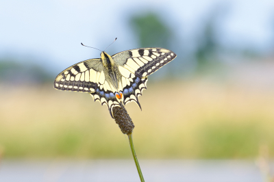 <i class='fa fa-user'></i>&nbsp;PascalK&nbsp;|  Koninginnenpage&nbsp; <i class='fa fa-eye'>&nbsp;69</i> &nbsp; <i class='fa fa-comment-o'>&nbsp;10</i>