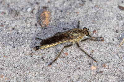 Na eerst niet vlakbij te durven blijven zitten ging deze fraaie vlieg toch een tijdje stilzitten op het zandpad. Dat deze 'bebaarde oude man' het een roofvlieg is zie je meteen.