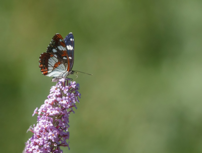 <i class='fa fa-user'></i>&nbsp;Jurgen Maassen&nbsp;|  Blauwe IJsvogelvlinder&nbsp; <i class='fa fa-eye'>&nbsp;115</i> &nbsp;<i class='fa fa-thumbs-up'>&nbsp;8</i> &nbsp; <i class='fa fa-comment-o'>&nbsp;10</i>