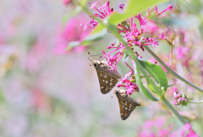 <i class='fa fa-user'></i>&nbsp;josephine&nbsp;|  Kommavlinder&nbsp; <i class='fa fa-eye'>&nbsp;99</i> &nbsp;<i class='fa fa-thumbs-up'>&nbsp;11</i> &nbsp; <i class='fa fa-comment-o'>&nbsp;6</i>