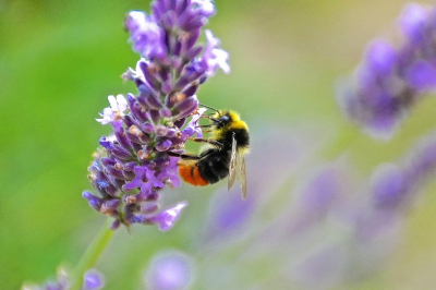 <i class='fa fa-user'></i>&nbsp;hesterb&nbsp;|  Steenhommel&nbsp; <i class='fa fa-eye'>&nbsp;77</i> &nbsp; <i class='fa fa-comment-o'>&nbsp;3</i>