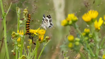 <i class='fa fa-user'></i>&nbsp;David&nbsp;|  Bonte Bandspanner&nbsp; <i class='fa fa-eye'>&nbsp;111</i> &nbsp;<i class='fa fa-thumbs-up'>&nbsp;3</i> &nbsp; <i class='fa fa-comment-o'>&nbsp;5</i>