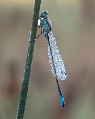 <i class='fa fa-user'></i>&nbsp;Johan van Gurp&nbsp;|  Lantaarntje&nbsp; <i class='fa fa-eye'>&nbsp;57</i> &nbsp;<i class='fa fa-thumbs-up'>&nbsp;2</i> &nbsp; <i class='fa fa-comment-o'>&nbsp;1</i>