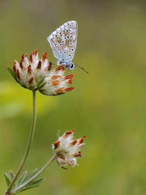 <i class='fa fa-user'></i>&nbsp;Mignon-Creative&nbsp;|  Bleek Blauwtje&nbsp; <i class='fa fa-eye'>&nbsp;73</i> &nbsp;<i class='fa fa-thumbs-up'>&nbsp;9</i> &nbsp; <i class='fa fa-comment-o'>&nbsp;2</i>