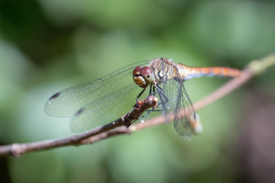 Op zoek naar insecten een groot aantal libellen gezien, maar met de wind was het niet eenvoudig om ze te fotograferen.