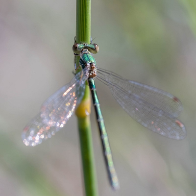 <i class='fa fa-user'></i>&nbsp;harrie69&nbsp;|  Tangpantserjuffer&nbsp; <i class='fa fa-eye'>&nbsp;54</i> &nbsp; <i class='fa fa-comment-o'>&nbsp;1</i>