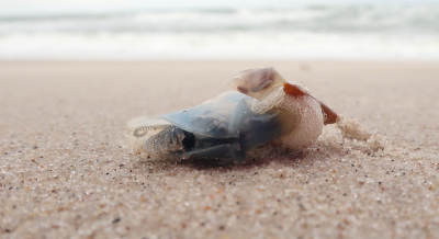 <i class='fa fa-user'></i>&nbsp;rixte&nbsp;|  Geplooide Eendenmossel&nbsp; <i class='fa fa-eye'>&nbsp;108</i> &nbsp;<i class='fa fa-thumbs-up'>&nbsp;7</i> &nbsp; <i class='fa fa-comment-o'>&nbsp;7</i>