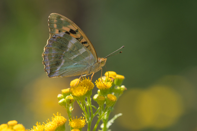 <i class='fa fa-user'></i>&nbsp;Willem Verhagen&nbsp;|  Keizersmantel&nbsp; <i class='fa fa-eye'>&nbsp;111</i> &nbsp;<i class='fa fa-thumbs-up'>&nbsp;14</i> &nbsp; <i class='fa fa-comment-o'>&nbsp;7</i>