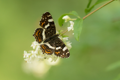 <i class='fa fa-user'></i>&nbsp;Willem Verhagen&nbsp;|  Landkaartje&nbsp; <i class='fa fa-eye'>&nbsp;67</i> &nbsp;<i class='fa fa-thumbs-up'>&nbsp;4</i> &nbsp; <i class='fa fa-comment-o'>&nbsp;4</i>