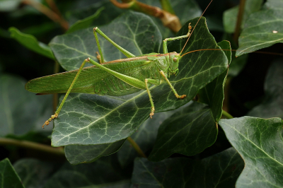 <i class='fa fa-user'></i>&nbsp;frbeuming&nbsp;|  Grote Groene Sabelsprinkhaan&nbsp; <i class='fa fa-eye'>&nbsp;46</i> &nbsp; <i class='fa fa-comment-o'>&nbsp;1</i>